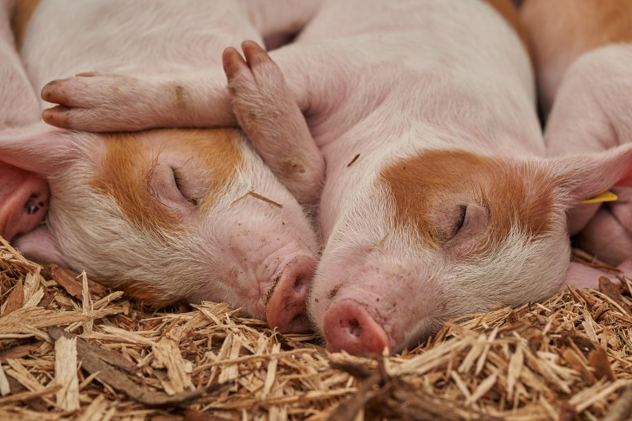piglet-3386356_1920